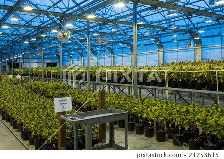 Marijuana legislation and medical cannabis 21753615