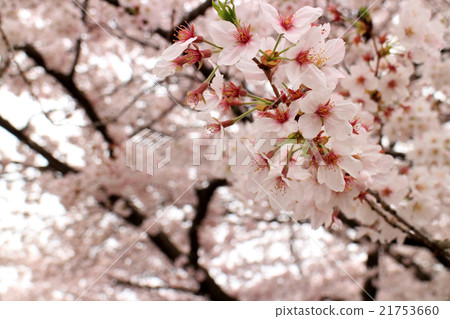 Cherry Blossoms Cherry Blossoms 21753660