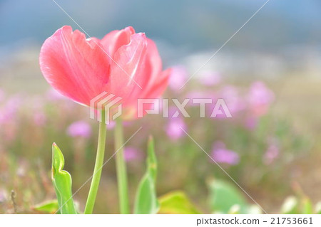 Spring feeling Spring feeling 21753661