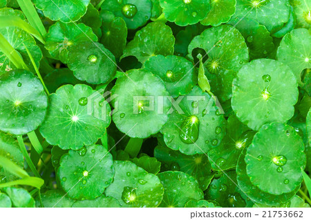 gotu kola leaves with water drops gotu kola leaves with water drops 21753662