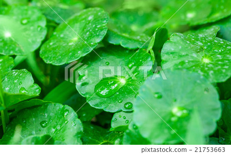 gotu kola leaves with water drops gotu kola leaves with water drops 21753663