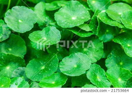 gotu kola leaves gotu kola leaves 21753664