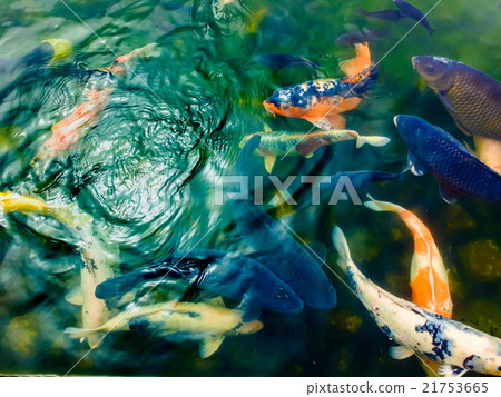 Koi in the light Koi in the light 21753665