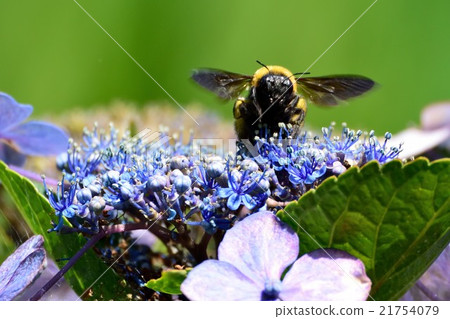一隻蜜蜂來到繡球花 21754079
