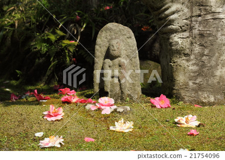 Goshiki Camellia of 100 Yuan Temple Goshiki Camellia of 100 Yuan Temple 21754096