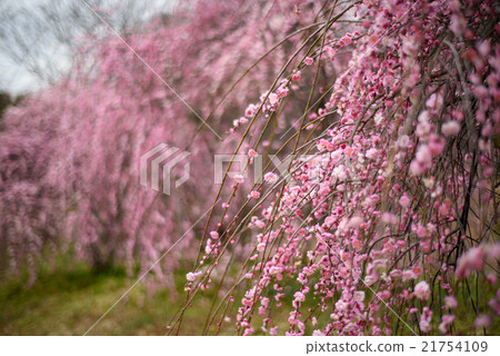 Meowashi梅花79 Yamadakei公園 21754109