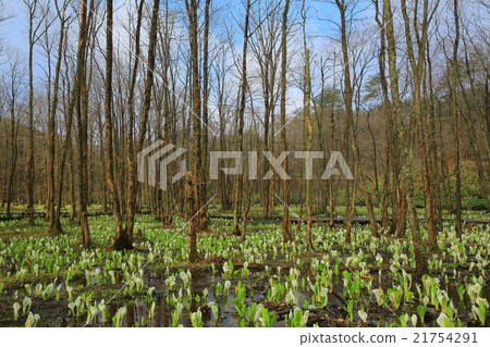 Akita Spring's prickly moor 21754291