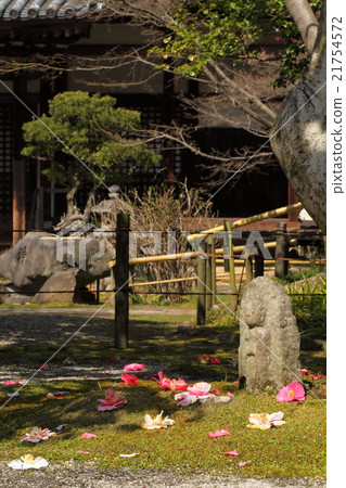 Goshiki Camellia of 100 Yuan Temple 21754572