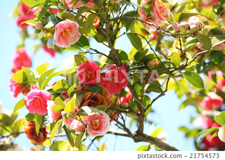 Goshiki Camellia of 100 Yuan Temple 21754573
