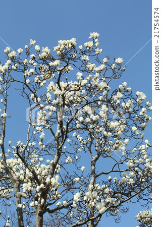 Magnolia at the 100-year-old temple 21754574