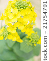 油菜花特寫 21754791