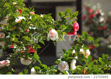 Goshiki Camellia of 100 Yuan Temple Goshiki Camellia of 100 Yuan Temple 21754893