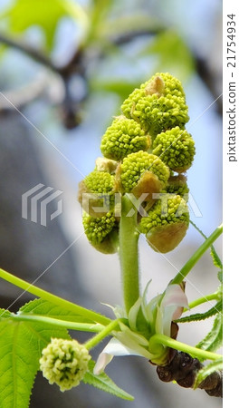 Flower of Momiji bakufu (American Fu) (male, female flower) 21754934