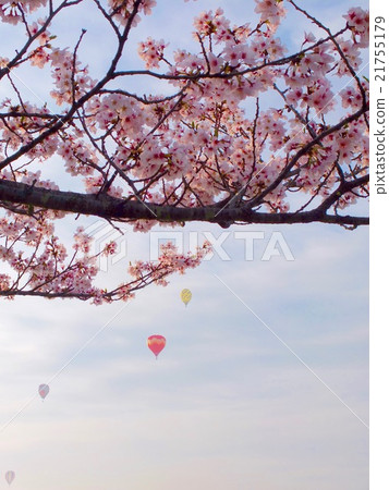 櫻花和氣球 21755179