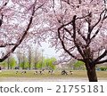 Cherry blossoms baseball team under full bloom 21755181