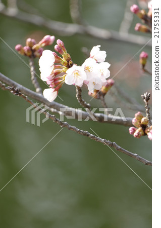 Yoshino cherry tree 21755331