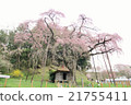 Zakura of the Romanto Jizo 21755411