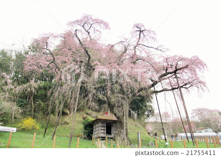 Zakura of the Romanto Jizo 21755411