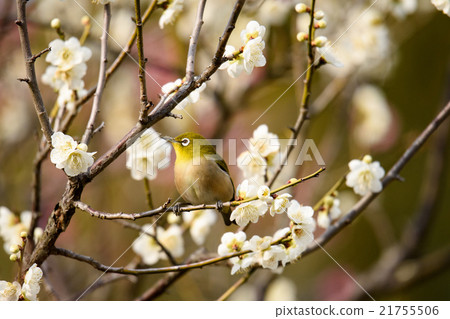 Mejiro和梅花22 21755506