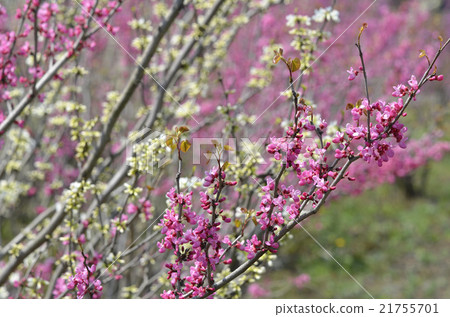 Redbud (Hanasoyoshi) 21755701