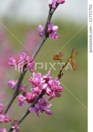 Redbud (Hanasoyoshi) 21755702