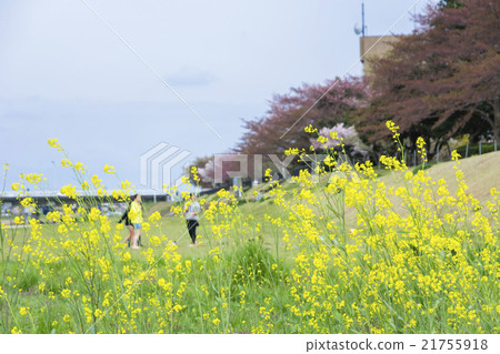 Rape blossoms and spring break vacation children 21755918