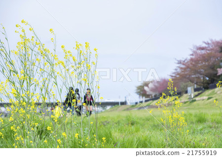 Rape blossoms and spring break vacation children 21755919