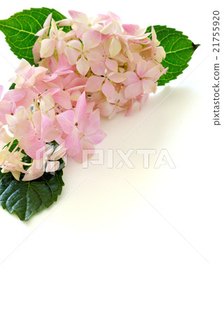Pink hydrangea flower white back 21755920