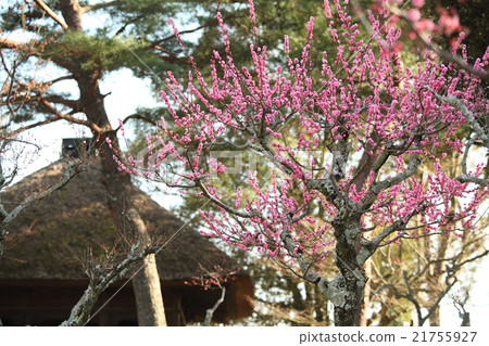 Round window temple and red plum in Nara Park 21755927