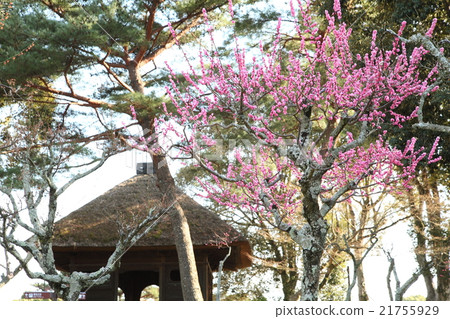 Round window temple and red plum in Nara Park 21755929