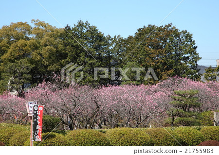 Plum ___ ___ 0 21755983