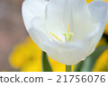 White tulip 21756076