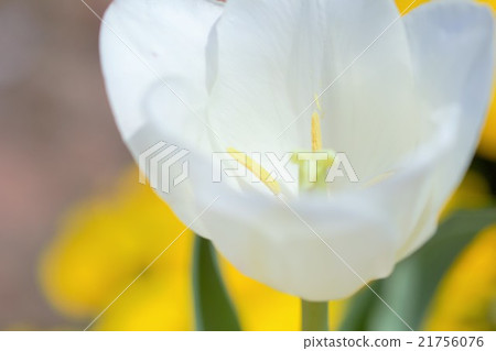 White tulip 21756076