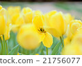 Yellow tulip 21756077