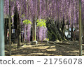 Wisteria flowers 21756078
