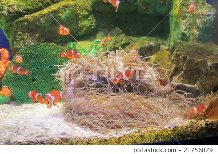 小丑anemonefish 小丑anemonefish 21756079