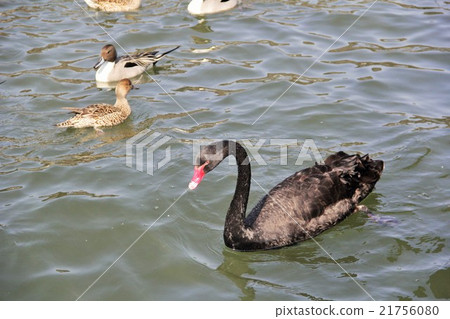 The swan of Lake Inawashiro The swan of Lake Inawashiro 21756080