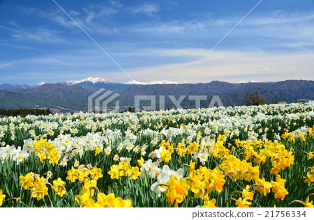 Narcissus and Senjogatake 21756334