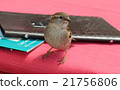 一隻鳥 21756806