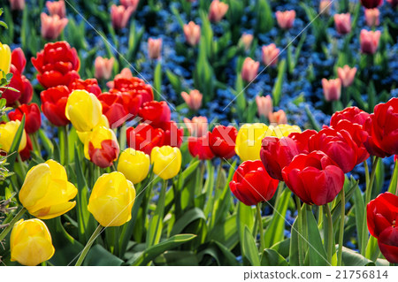 Red and yellow tulips and forget-me-not flowers planted in the p Red and yellow tulips and forget-me-not flowers planted in the p 21756814