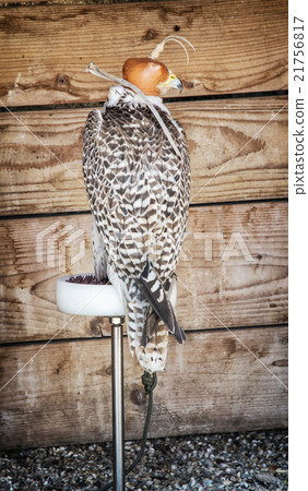 Bird of prey with a leather cap on his head, falconry theme Bird of prey with a leather cap on his head, falconry theme 21756817
