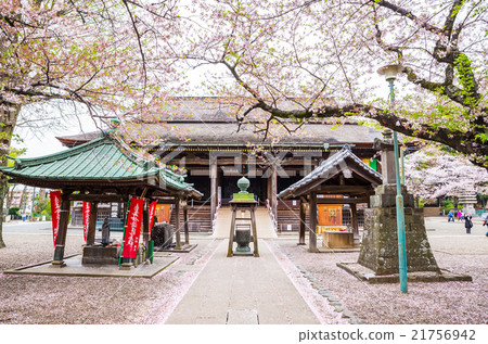Lotus Temple Great Sasado春天千葉縣Ichikawa-shi Nakayama截至2016年4月 Lotus Temple Great Sasado春天千葉縣Ichikawa-shi Nakayama截至2016年4月 21756942