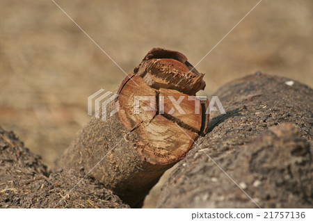 Cross section of the timber for the background. 21757136