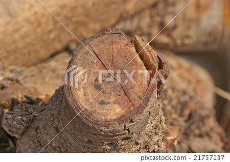 Cross section of the timber for the background. 21757137