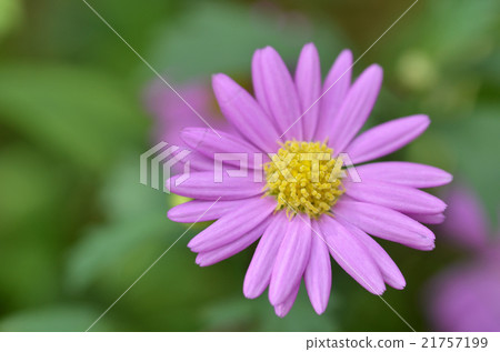 Lovely purple flower closeup Lovely purple flower closeup 21757199