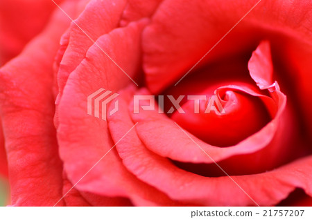 Red rose flower 21757207