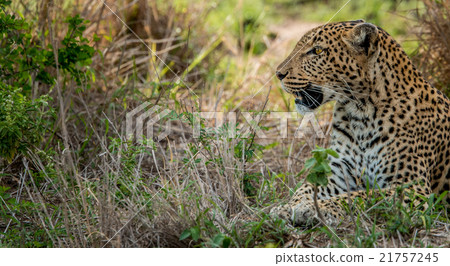 Laying Leopard in the Kruger National Park 21757245