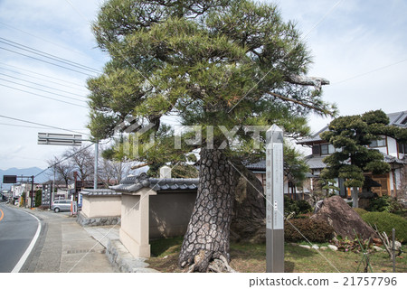 老Koshu Kaido Katsunuma Inn Honjin松樹 21757796