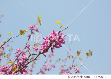 Hana Ozu花與藍天后面的 21758129