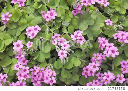 Imokatabami Imokatabami 21758158